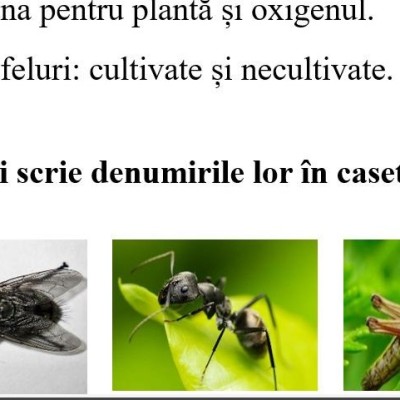 Evaluare formativă în etape la științe clasa 2 Modulul 1 ,,Vara"