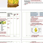 Clasa a 3-a: Textul: „Culesul porumbului”, de I. Agârbiceanu (lecția a 2-a)/ Proiectul word