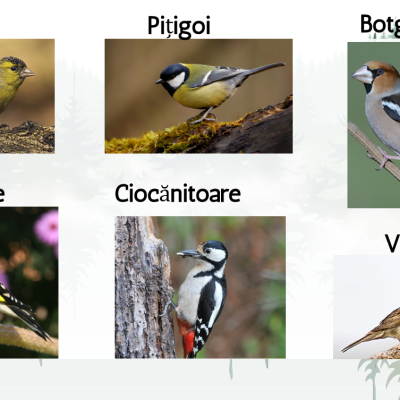L.Lit.Română. Clasa a III-a. Textul „Decembrie”, după George Coşbuc [fișier .PPTX]
