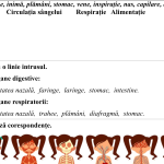 Evaluare formativă nr. 3 la științe „Omul- ființă biologică”, modulul 3, semestrul 2, clasa 4 [fișier .DOCX]